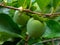 Not Mature green Kaki Khaki, Persimmon fruits on tree