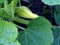 Not yet opened the delicate Bud of the flower zucchini in the garden, macro