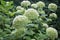 Not ordinary hortensia bush getting green flowers