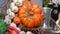 Not real pumpkin, vegetable closeup rotating background outdoor in autumn 4K