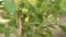 Not ripe fruits hang on a young tomato bush. Growing tomatoes in ecologically clean soil.