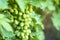 Not ripe green grapes growing on branches.White grapes, not ripe.The grapes grow naturally on a branch of the vine, next to green
