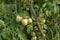 Not ripe, green tomato on a branch in the farmer`s garden. Bunch of big green tomatoes on a bush, growing selected tomato in a