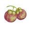 Not ripe, growing pink purple mangosteen, tropical exotic Asian fruit clipart. Garcinia mangostana watercolor sticker