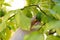 Not ripe small lime fruit on a tree branch in the garden. Citrus farm. Immature fruit. Lemon hanging on tree