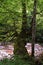 not a standard tree, background, nature, carpathians, a tree in a forest, an overgrown tree, an ancient forest