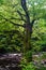 Not a standard tree, background, nature, carpathians, a tree in a forest, an overgrown tree, an ancient forest
