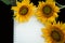 Notebook with pen and sunflowers. Closeup of blank page of spiral notepad with yellow flowers decoration background. Copy space