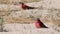 Nothern Carmine Bee-eater (Merops nubicoides)