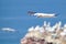 A nothern gannet flying over a cliff