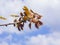 Nothern Red or champion oak Quercus rubra small leaves macro against blurred sky, selective focus, shallow DOF