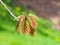 Nothern Red or champion oak Quercus rubra small leaves macro with bokeh background, selective focus, shallow DOF