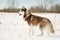Nothern sledding dog siberian husky side standing in winter snow