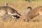 Nothing but flying dirt in whitetail buck fight