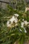 Nothoscordum gracile plant in bloom