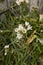 Nothoscordum gracile plant in bloom