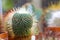 Notocactus graessneri cactus barrel shape