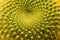 Notocactus graessneri cactus crown spiral pattern