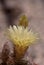 The notocactus with its unique flower