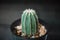 Notocactus magnifica. Cactus on plastic pot. Drought tolerant plant.