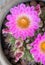 Notocactus Mammulosus purple Cactus flower