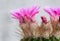 Notocactus Mammulosus purple Cactus flower