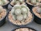 Notocactus Scopa is a globular cactus.