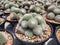 Notocactus Scopa is a globular cactus.