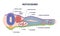 Notochord as cartilaginous skeletal rod with structure outline diagram