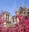 Notre Dame Cathedral in cherry blossom. Spring in Paris France