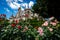 Notre Dame de Paris Cathedral with Red and White Roses