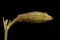 Nottingham Catchfly (Silene nutans). Floral Bud Closeup