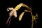 Nottingham Catchfly (Silene nutans). Flower Closeup