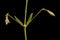 Nottingham Catchfly (Silene nutans). Young Inflorescence Detail Closeup