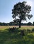 Nottingham, England, Wollaton Park, deers in the shade of a tree, version two