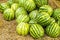 Nourishing Nature: Savoring the Bounty of a Lush Watermelon Farm