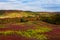 Nova Scotia Canada blueberry field fall forest