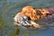 Nova Scotia Duck Toller Retriever dog outdoor portrait holding duck and retrieve it in water.