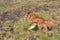 Nova Scotia Duck Toller Retriever dog outdoor portrait playing frisbee.