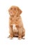 Nova Scotia Duck Tolling Retriever