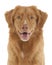 Nova Scotia Duck Tolling Retriever