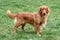 Nova Scotia Duck Tolling Retriever