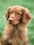 Nova Scotia Duck Tolling Retriever