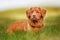 Nova Scotia Duck Tolling Retriever