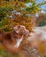 Nova Scotia Duck Tolling Retriever Amidst Autumn. A focused dog stands amidst vibrant fall leaves