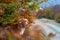 Nova Scotia Duck Tolling Retriever Amidst Autumn. A focused dog stands amidst vibrant fall leaves