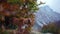 Nova Scotia Duck Tolling Retriever Amidst Autumn. A focused dog stands amidst vibrant fall leaves