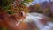 Nova Scotia Duck Tolling Retriever Amidst Autumn. A focused dog stands amidst vibrant fall leaves