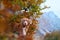 Nova Scotia Duck Tolling Retriever Amidst Autumn. A focused dog stands amidst vibrant fall leaves