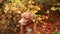 Nova Scotia Duck Tolling Retriever in Autumn. A dog stands amidst vibrant fall foliage